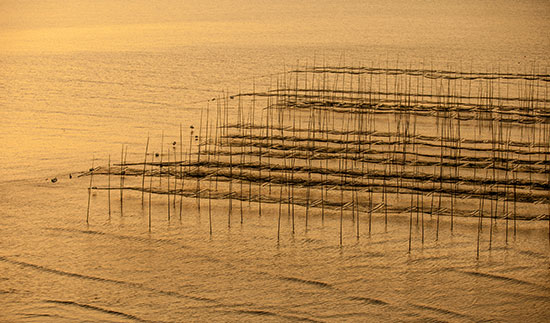 Τ��1946��(�й���)�ٷ���վ